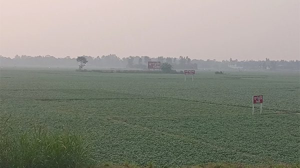 মুন্সীগঞ্জে আলু গাছের পরিচর্যায় ব্যস্ত সময় পার করছেন কৃষক