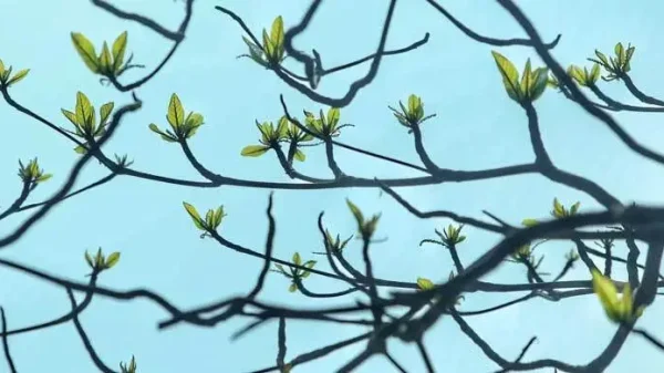 ঝরা পাতার ভেতর নতুন বসন্তের গল্প