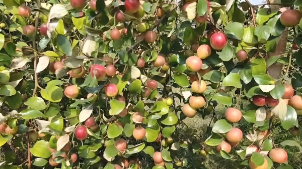 সাতক্ষীরায় বাণিজ্যিকভাবে কুল চাষে আগ্রহ বাড়ছে চাষীদের