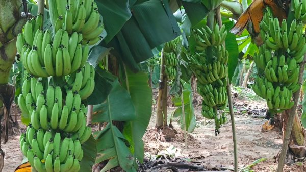 রংপুরে লাভজনক কলা চাষে ঝুঁকছে কৃষক
