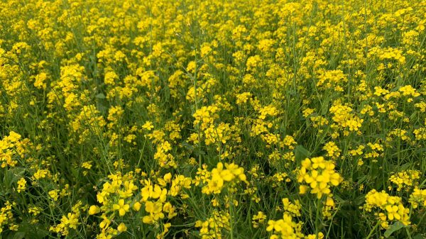 সরষের হলুদ ফুলে ডানা মেলেছে কৃষকের স্বপ্ন